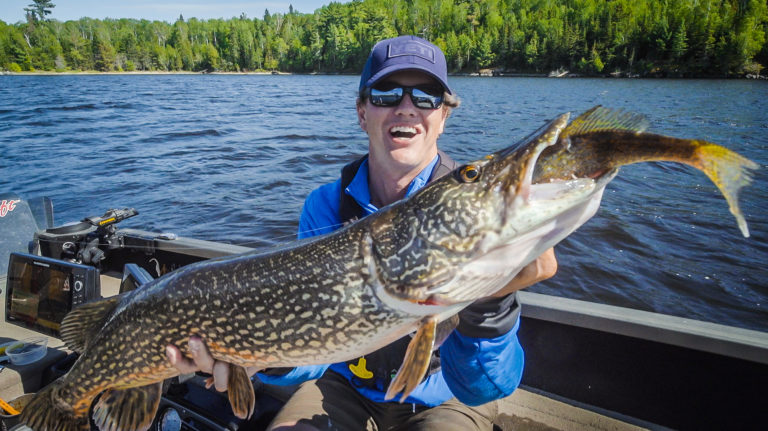pike eats walleye