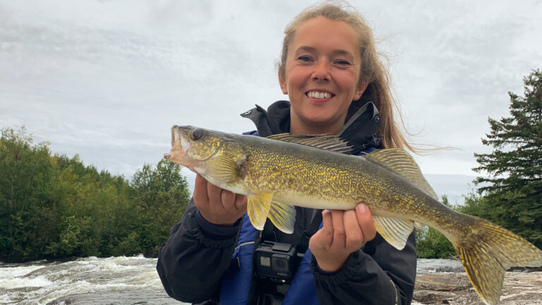 manitoba walleye