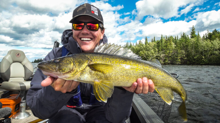 big manitoba walleye