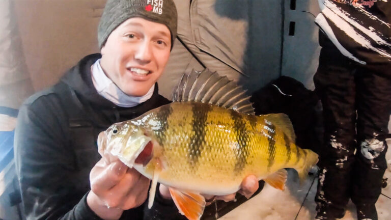 jumbo perch